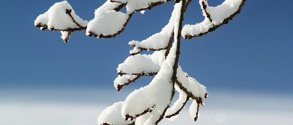 Branch snow