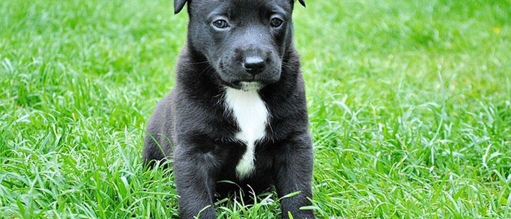 Dog black puppy